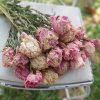 Dried Peonies - Soft Mixed Pink Peony Bunch Wedding Farmhouse Decor
