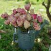 Dried Peonies - Soft Mixed Pink Peony Bunch Wedding Farmhouse Decor - Image 4