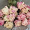 Dried Peonies - Soft Mixed Pink Peony Bunch Wedding Farmhouse Decor - Image 5