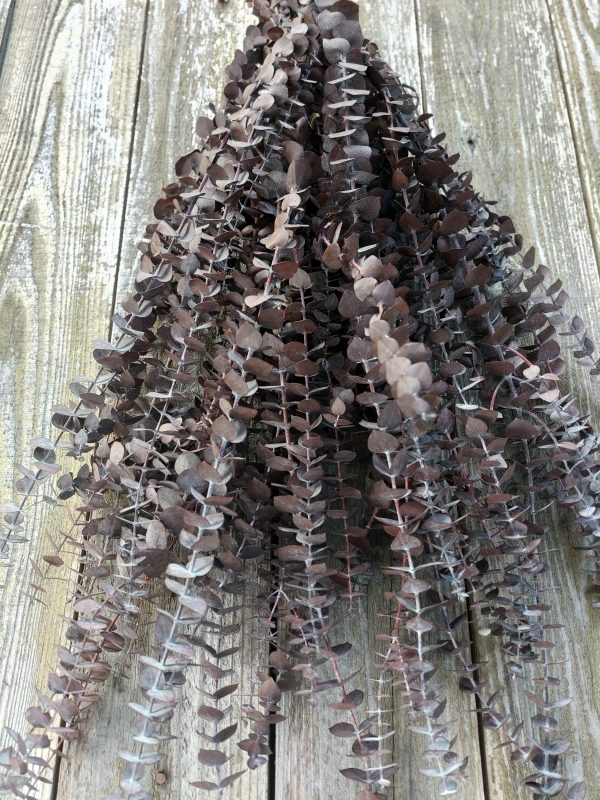 Frosted Brown Eucalyptus Fall Foliage Preserved Baby Eucalyptus Brown - Image 4