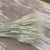 Natural Sage Green Bearded Wheat Bunch - Large 1lb Bunch - Farmhouse Style - Image 2
