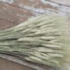 Natural Sage Green Bearded Wheat Bunch - Large 1lb Bunch - Farmhouse Style - Image 3