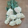Dried Peonies (cream) - Naturally Dried Peony Bunch - Image 2