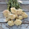 Dried Peonies (cream) - Naturally Dried Peony Bunch