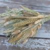 Mixed Grains Bouquet, Soft Green and Natural Grains and Grasses - Image 3