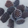 Dried Natural Lotus Pods - Medium Heads