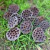 Dried Natural Lotus Pods - Medium Heads - Image 2