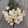 Strawflowers Cream White Dried Strawflower Bunch - Image 4