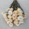 Strawflowers Cream White Dried Strawflower Bunch - Image 3