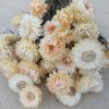 Strawflowers Cream White Dried Strawflower Bunch