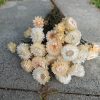 Strawflowers Cream White Dried Strawflower Bunch - Image 2