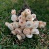 Strawflowers Cream White Dried Strawflower Bunch - Image 5