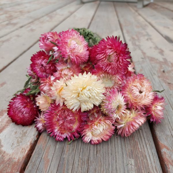 Pink Strawflower Bunch