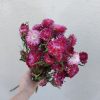 Strawflowers Shades of Deep Rose Strawflower Bunch - Image 4