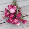 Strawflowers Shades of Deep Rose Strawflower Bunch - Image 2
