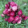 Strawflowers Shades of Deep Rose Strawflower Bunch - Image 3