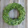 Preserved Boxwood Wreath, 14" Boxwood Wreath