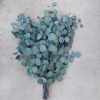 Silver Dollar Eucalyptus - Bundle of Preserved Green Eucalyptus 1lb Bunch - Image 5