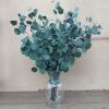 Silver Dollar Eucalyptus - Bundle of Preserved Green Eucalyptus 1lb Bunch - Image 2