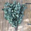 Silver Dollar Eucalyptus - Bundle of Preserved Green Eucalyptus 1lb Bunch - Image 3