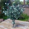 Silver Dollar Eucalyptus - Bundle of Preserved Green Eucalyptus 1lb Bunch - Image 4