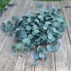 Silver Dollar Eucalyptus - Bundle of Preserved Green Eucalyptus 1lb Bunch