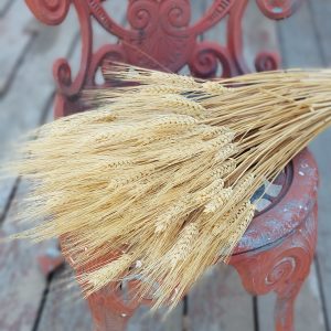 Golden Bearded Wheat Fall Decor