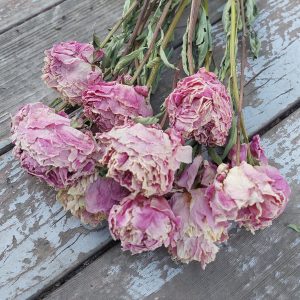 Pink Dried Peonies - Dried Peony Bouquet light Pink