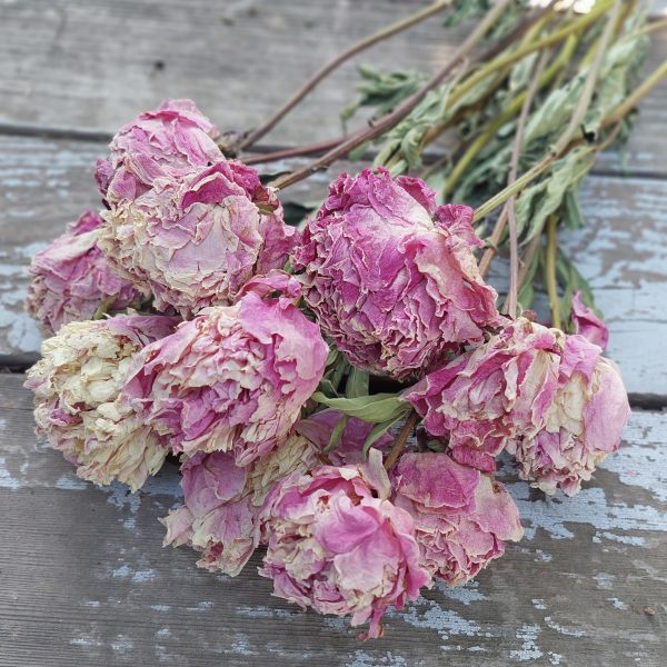 Pink Dried Peonies - Dried Peony Bouquet light Pink