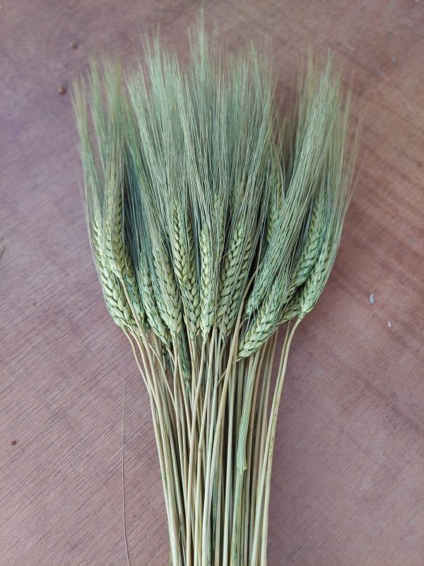 Green Bearded Wheat Bunch Dyed Green 8oz Bunch of Dried Green Wheat