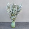 Integrifolia, Dried Banksia Foliage Dried Greenery Sage Green White Leaves - Image 2