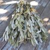 Integrifolia, Dried Banksia Foliage Dried Greenery Sage Green White Leaves - Image 3