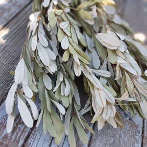 Integrifolia, Dried Banksia Foliage Dried Greenery Sage Green White Leaves, Greenery for Farmhouse Style Vase, Floral Crafts