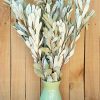 Integrifolia, Dried Banksia Foliage Dried Greenery Sage Green White Leaves - Image 4