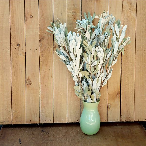 Integrifolia, Dried Banksia Foliage Dried Greenery Sage Green White Leaves, Greenery for Farmhouse Style Vase, Floral Crafts