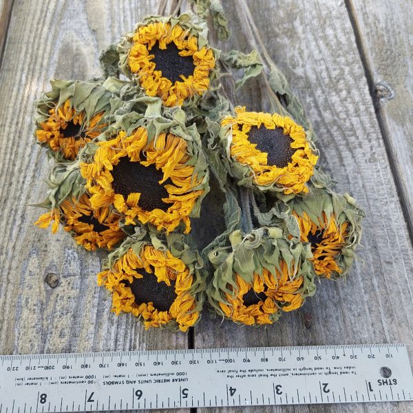 Dried Yellow Sunflowers - Golden Sunflower Bunch - Image 2