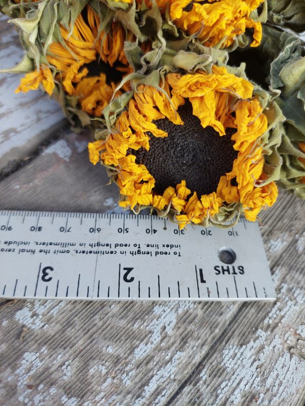 Dried Yellow Sunflowers - Golden Sunflower Bunch - Image 5