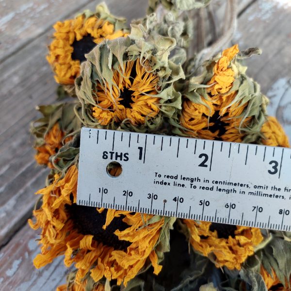 Dried Yellow Sunflowers - Golden Sunflower Bunch - Image 6