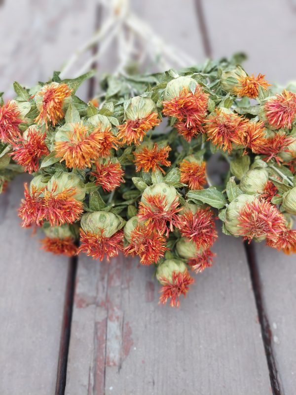 Vibrant Dried Safflower Bunch for Wedding Bouquets - Orange Carthamus Boho Chic Dried Flowers - Image 5