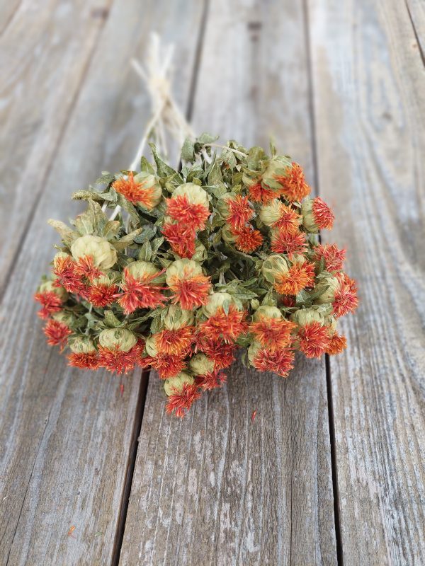 Vibrant Dried Safflower Bunch for Wedding Bouquets - Orange Carthamus Boho Chic Dried Flowers - Image 4