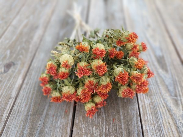 Vibrant Dried Safflower Bunch for Wedding Bouquets - Orange Carthamus Boho Chic Dried Flowers