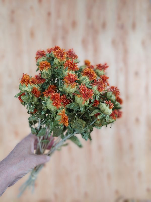 Vibrant Dried Safflower Bunch for Wedding Bouquets - Orange Carthamus Boho Chic Dried Flowers - Image 3