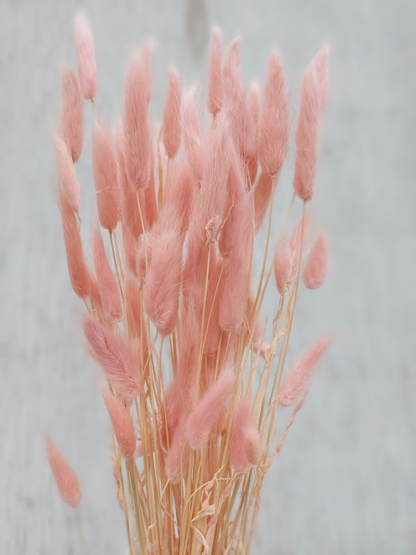 Bunny Tail Grass (Lagurus Ovatus) (50-60 stems) Pink Bunny Tail Grass Bouquet - Image 3