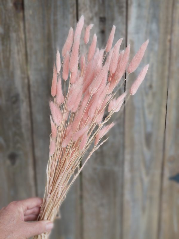 Bunny Tail Grass (Lagurus Ovatus) (50-60 stems) Pink Bunny Tail Grass Bouquet - Image 2