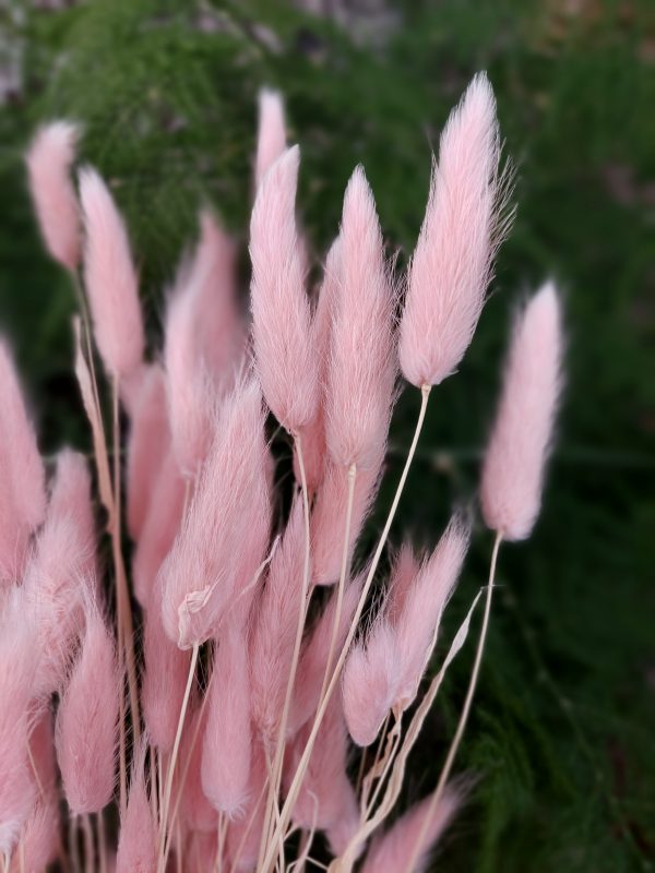 Bunny Tail Grass (Lagurus Ovatus) (50-60 stems) Pink Bunny Tail Grass Bouquet - Image 4