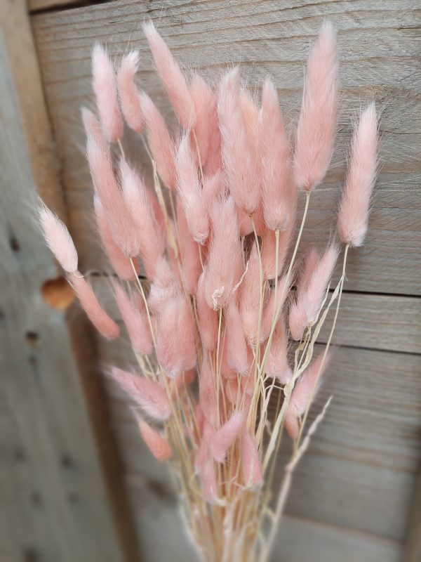 Bunny Tail Grass (Lagurus Ovatus) (50-60 stems) Pink Bunny Tail Grass Bouquet