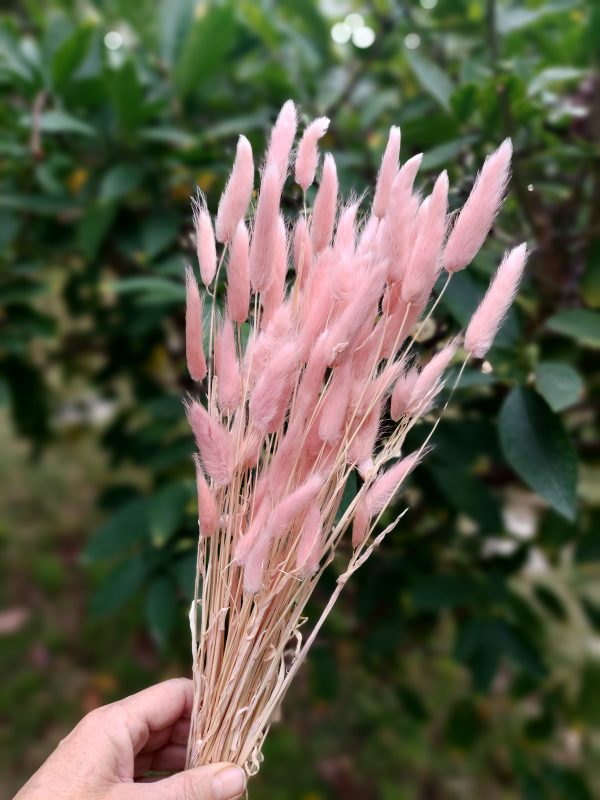 Bunny Tail Grass (Lagurus Ovatus) (50-60 stems) Pink Bunny Tail Grass Bouquet - Image 5